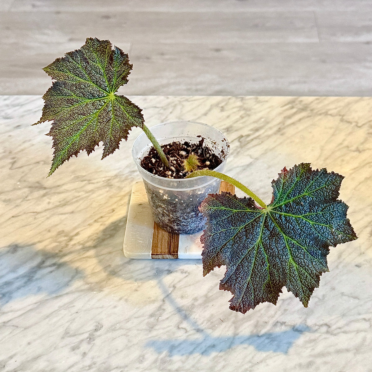 Begonia Speculata (Panama)