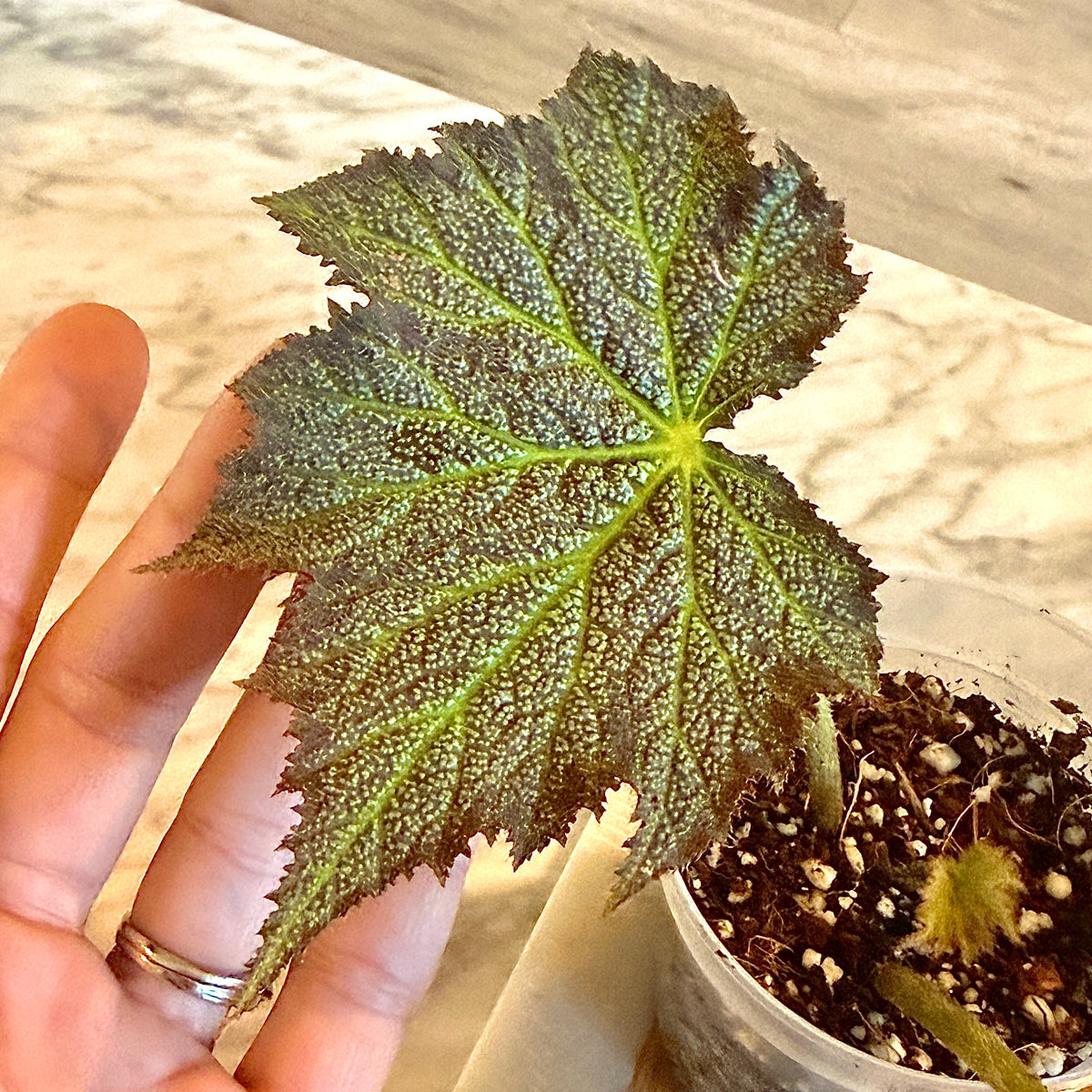 Begonia Speculata (Panama)