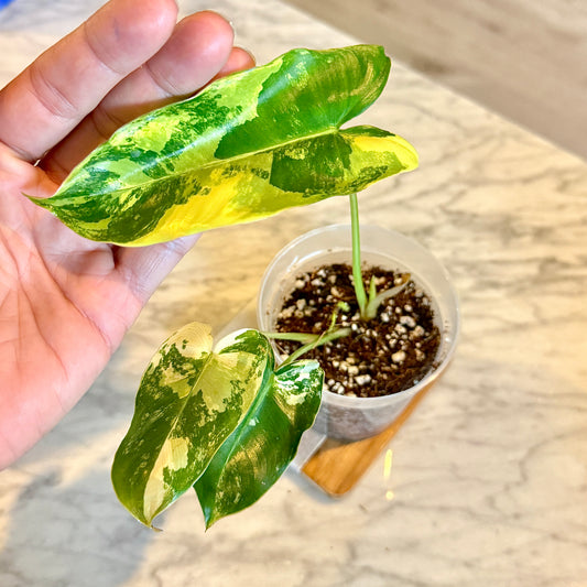 Philodendron Burle Marx Variegated #1