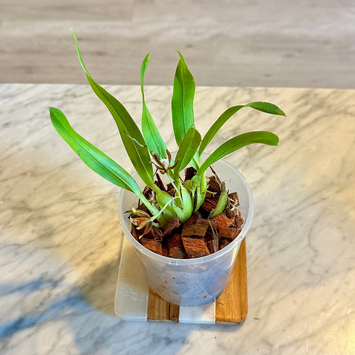 Miniature Orchid ‘Cischweinfia pusilla’ (Panama)