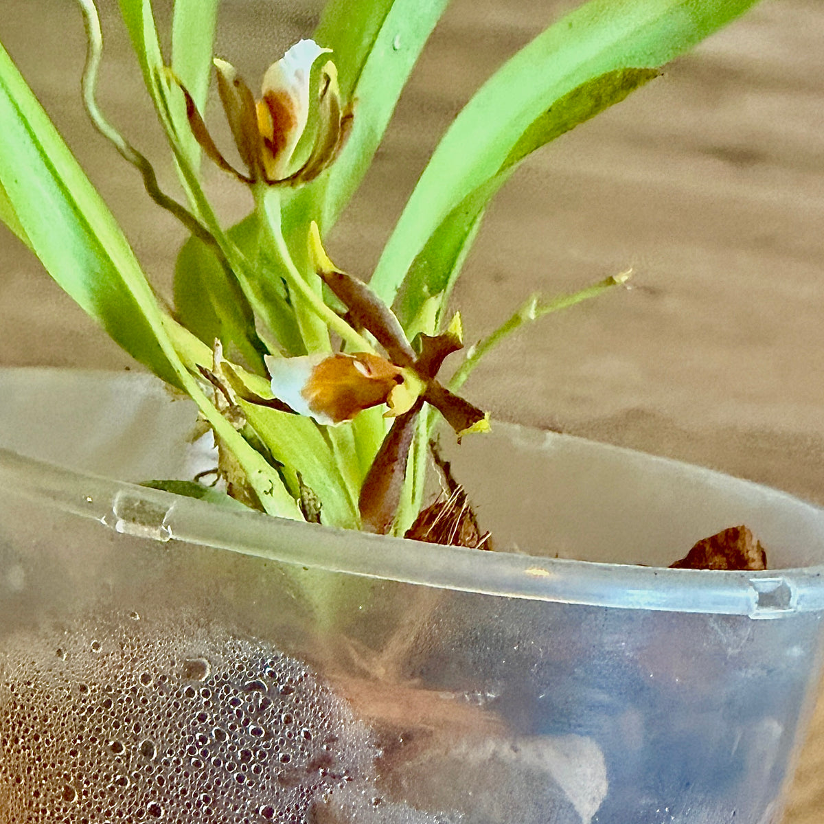 Miniature Orchid ‘Cischweinfia pusilla’ (Panama)