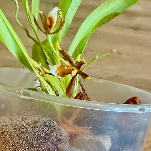 Miniature Orchid ‘Cischweinfia pusilla’ (Panama)