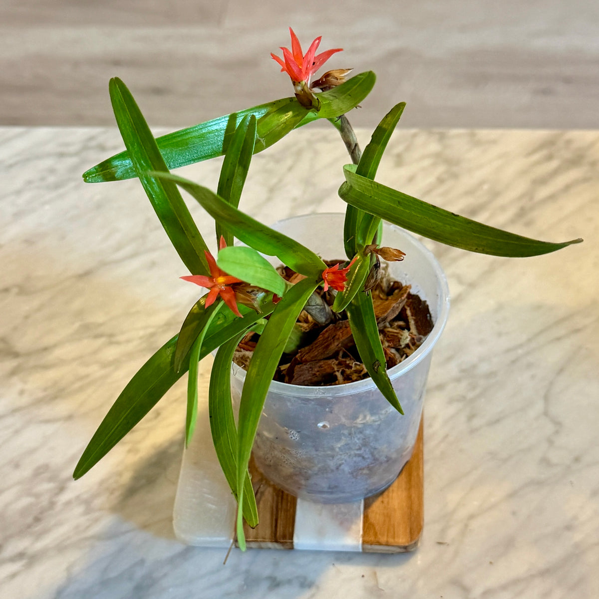 Scaphyglottis Imbricata (Panama)