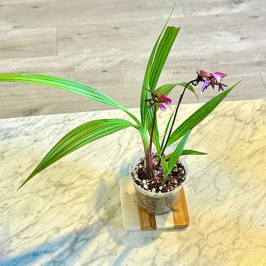 Spathoglottis Plicata ( ground orchid, Panama)