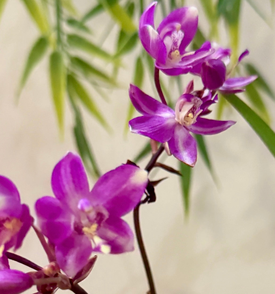 Spathoglottis Plicata ( ground orchid, Panama)