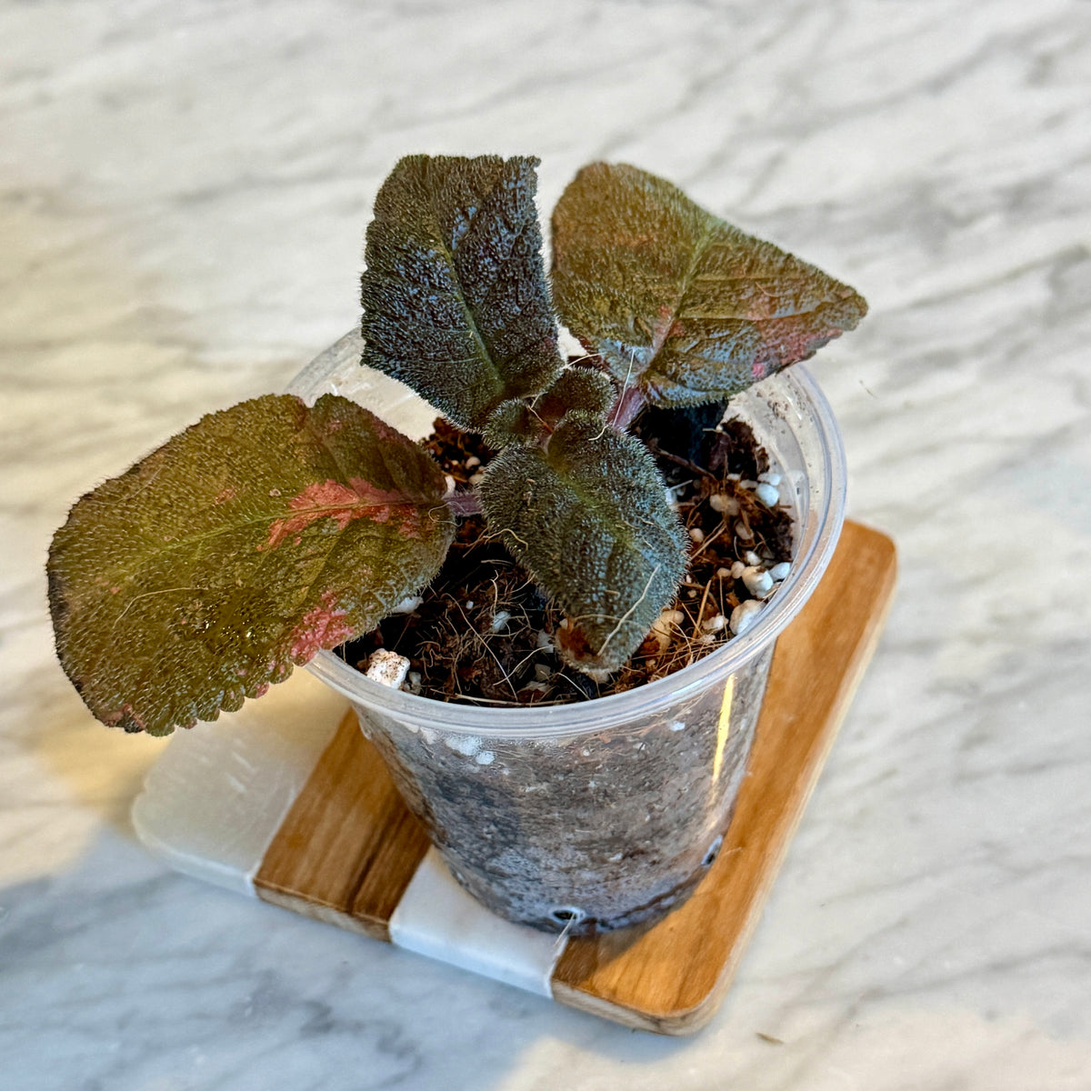 Episcia Estrella de Belen