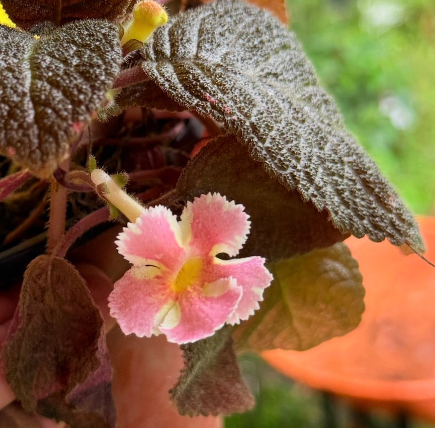 Episcia Estrella de Belen
