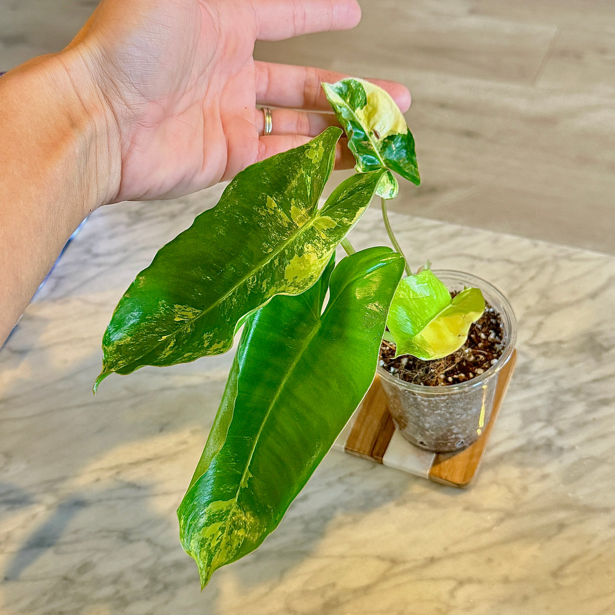 Philodendron Burle Marx Variegated #2