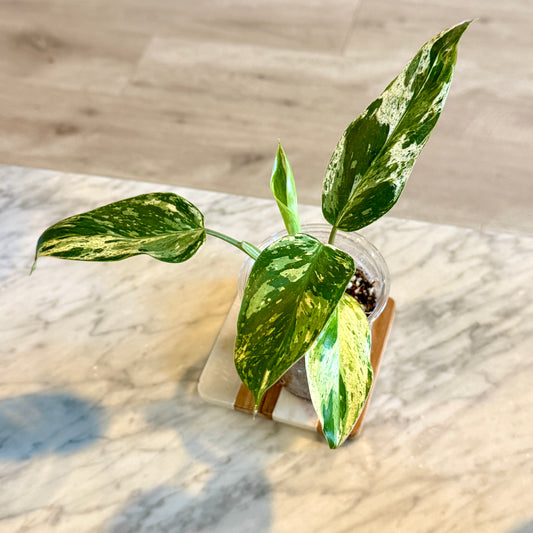 Philodendron Emerald Queen #2