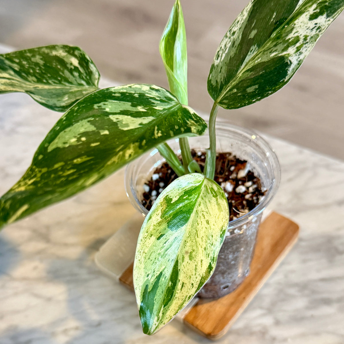 Philodendron Emerald Queen #2