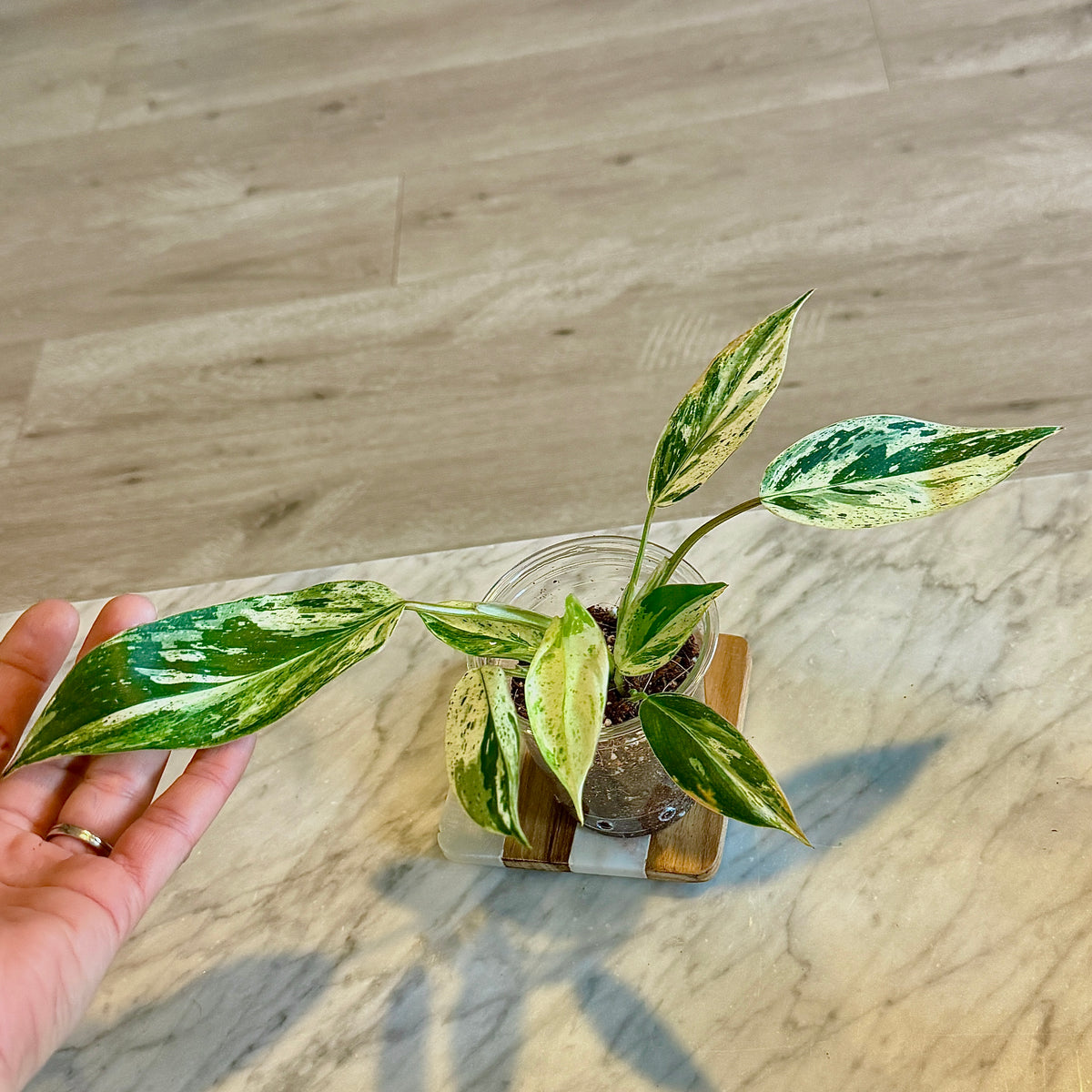 Philodendron Emerald Queen #3 ( 2 grow points)