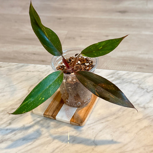 Philodendron Orange Princesse ( not tc) #2