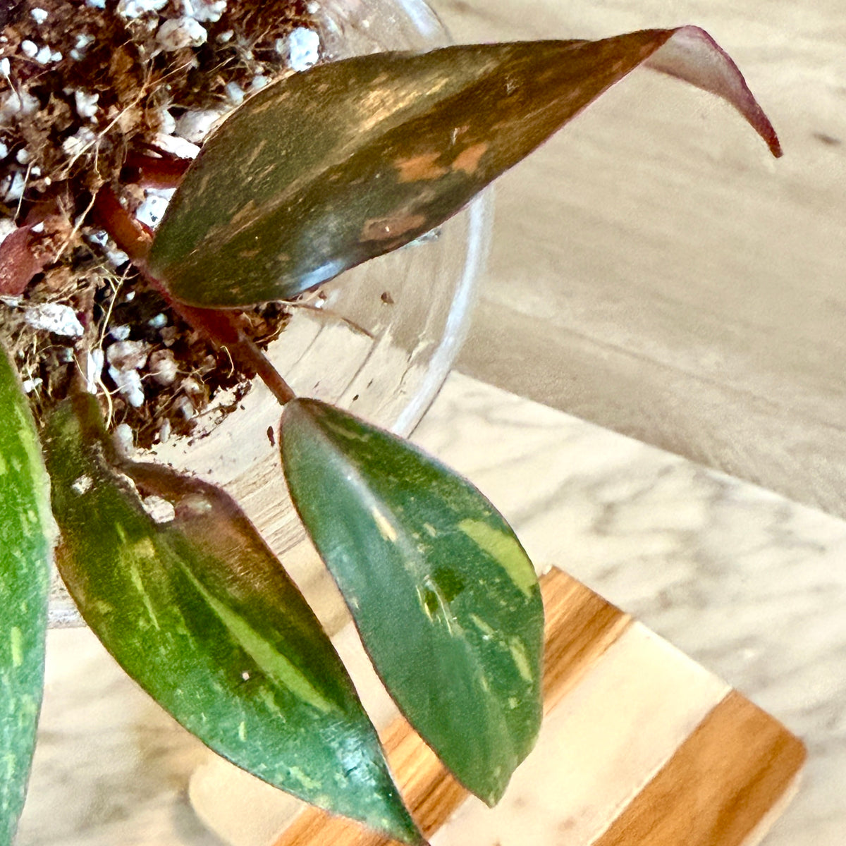 Philodendron Orange Princesse ( not tc) #3