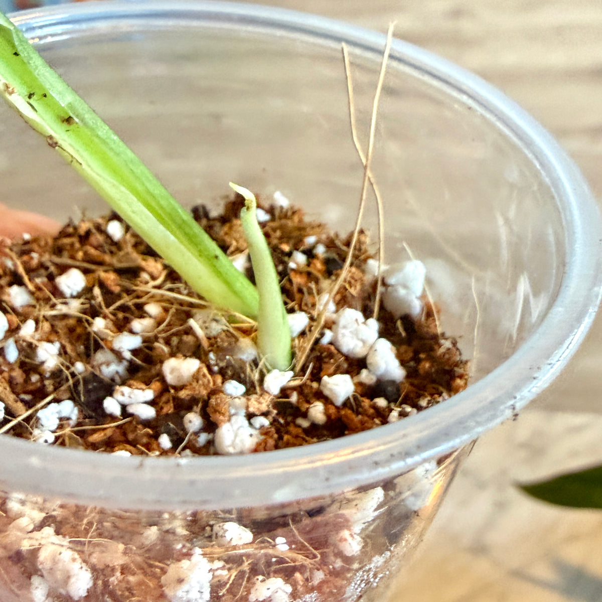 Monstera Adansonii Albo #1