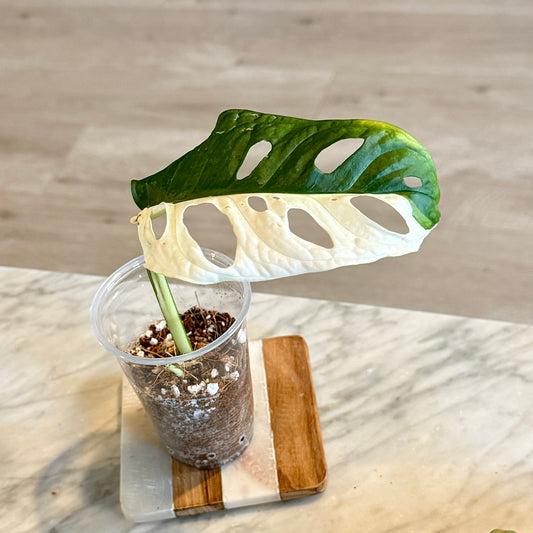 Monstera Adansonii Albo #2