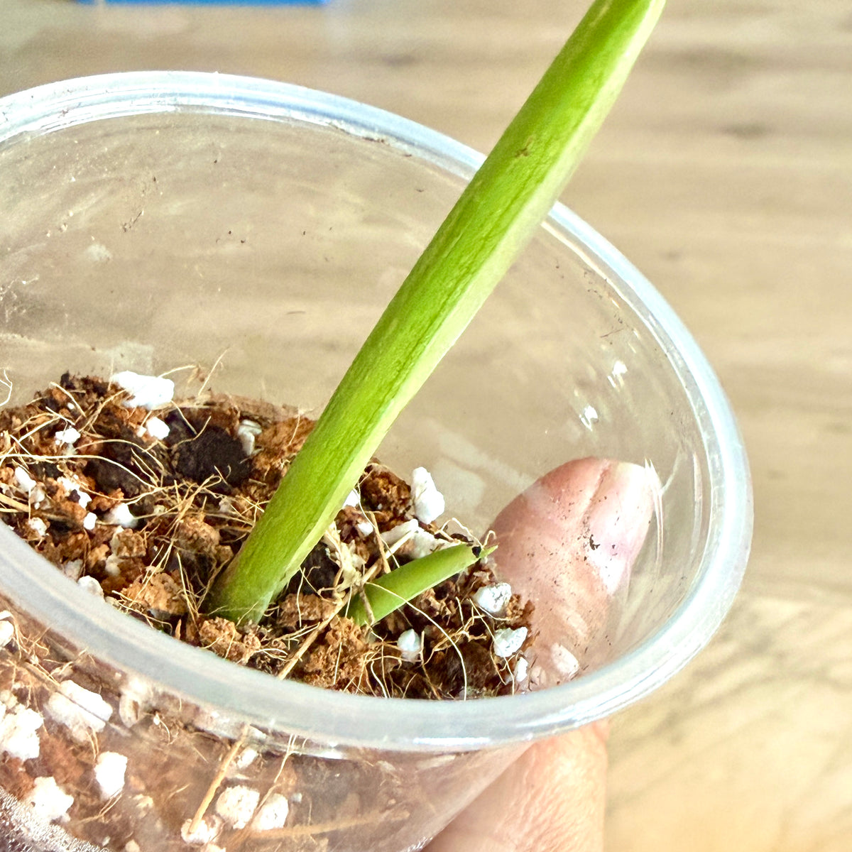 Monstera Adansonii Albo #2