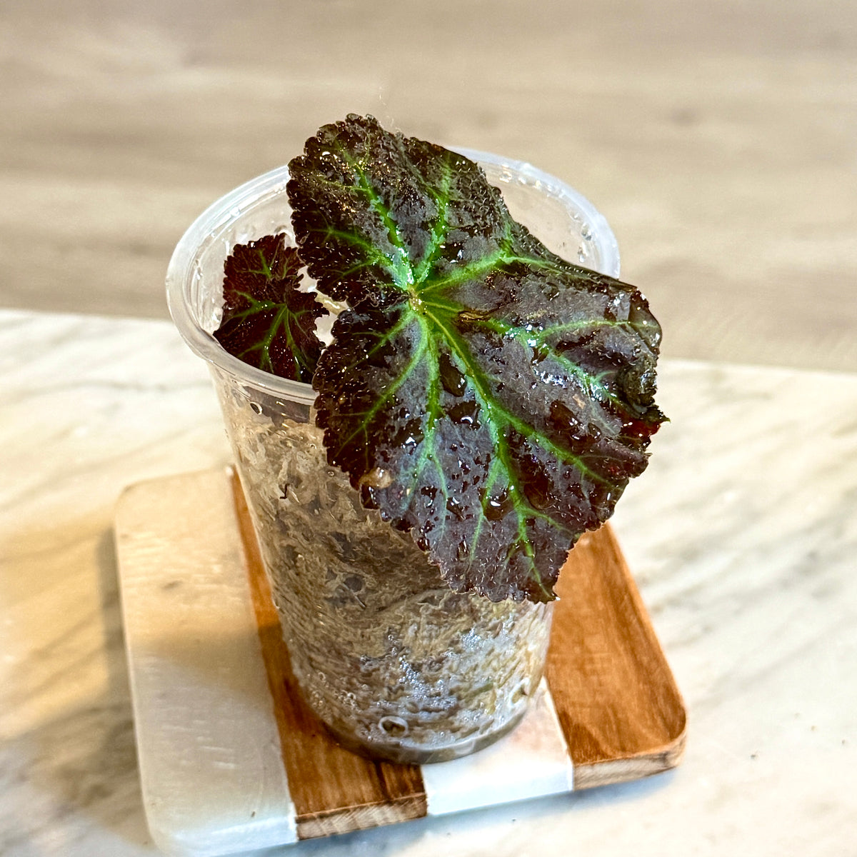 Begonia Nonstop Mocca (Panama)