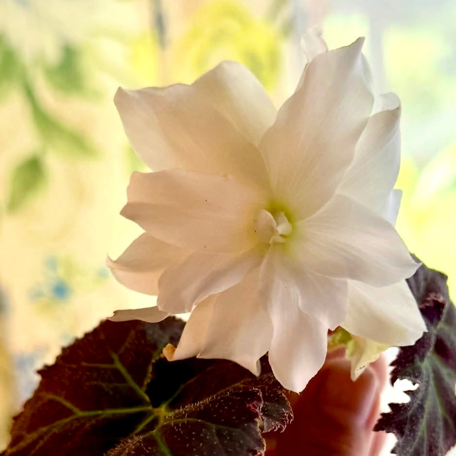 Begonia Nonstop Mocca (Panama)