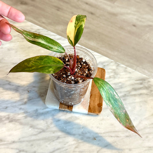 Philodendron Strawberry Shake #3