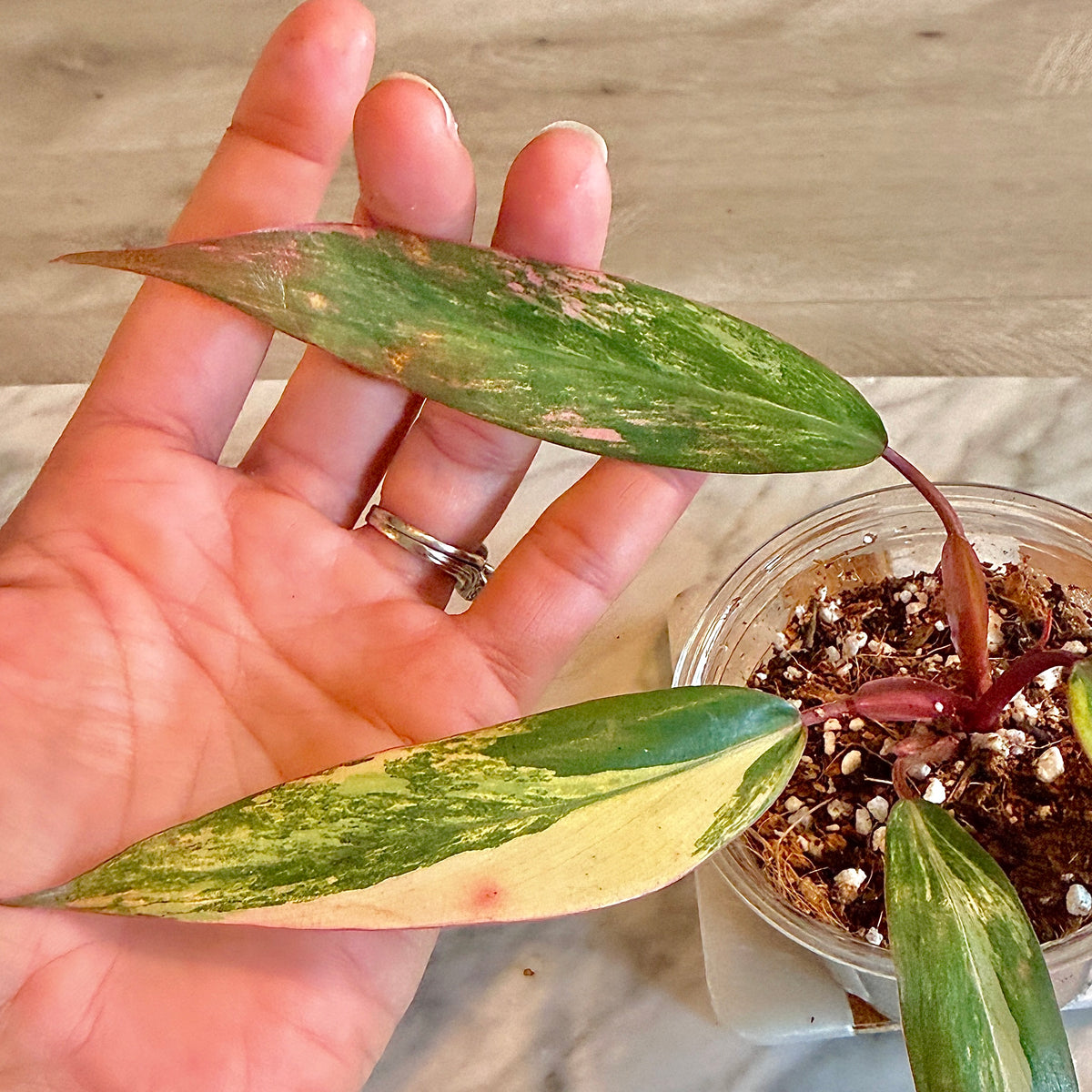 Philodendron Strawberry Shake #3