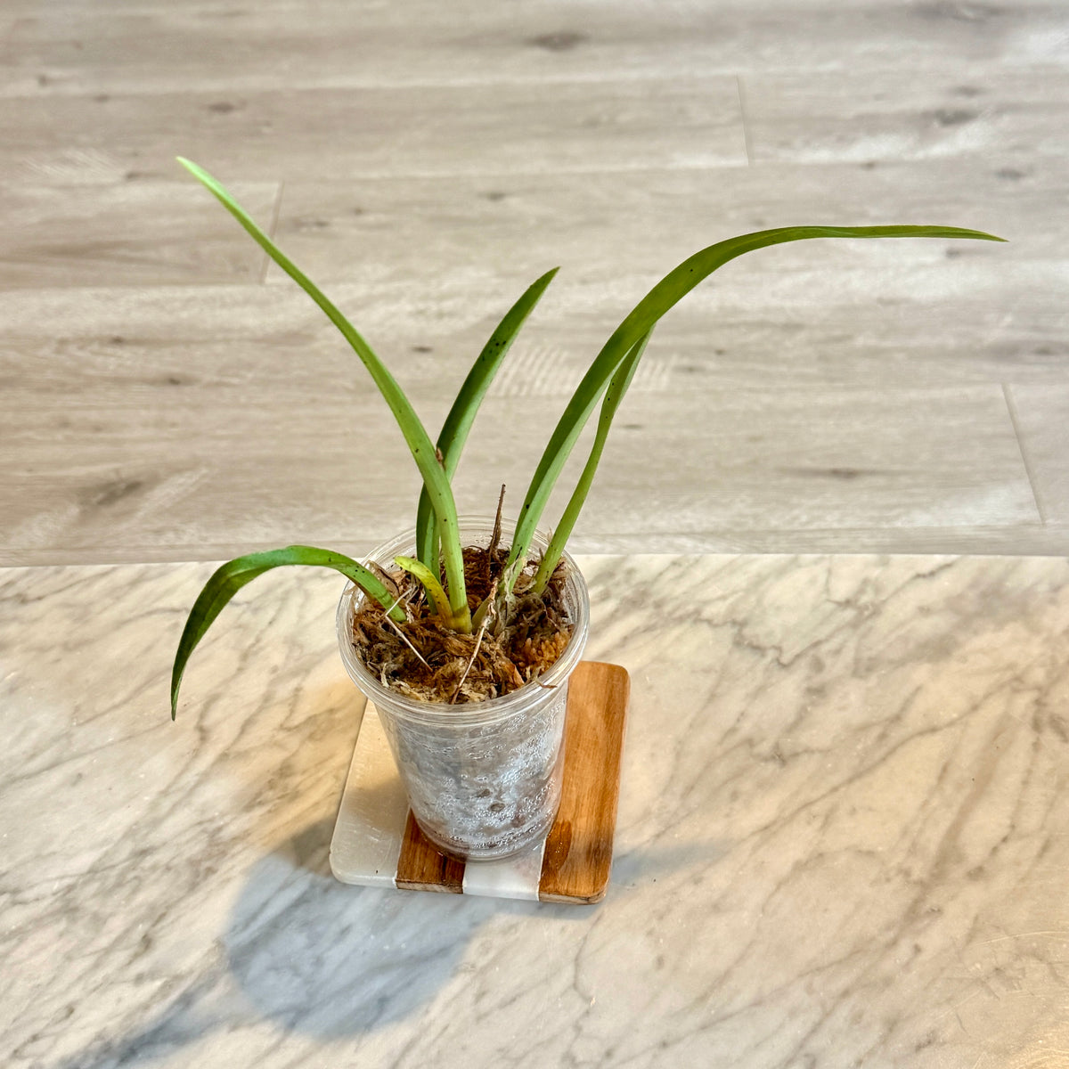 Miltoniopsis roezlii (Panama)