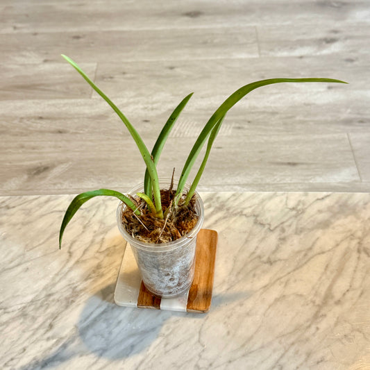 Miltoniopsis roezlii (Panama)