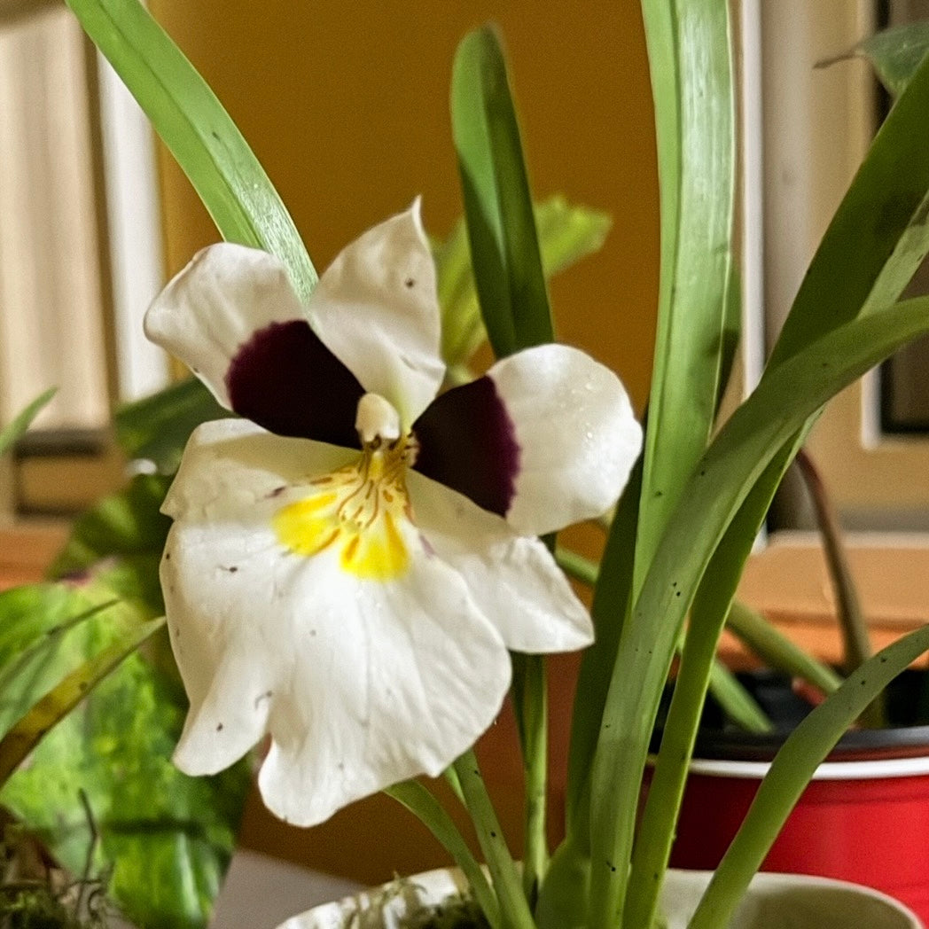 Miltoniopsis roezlii (Panama)