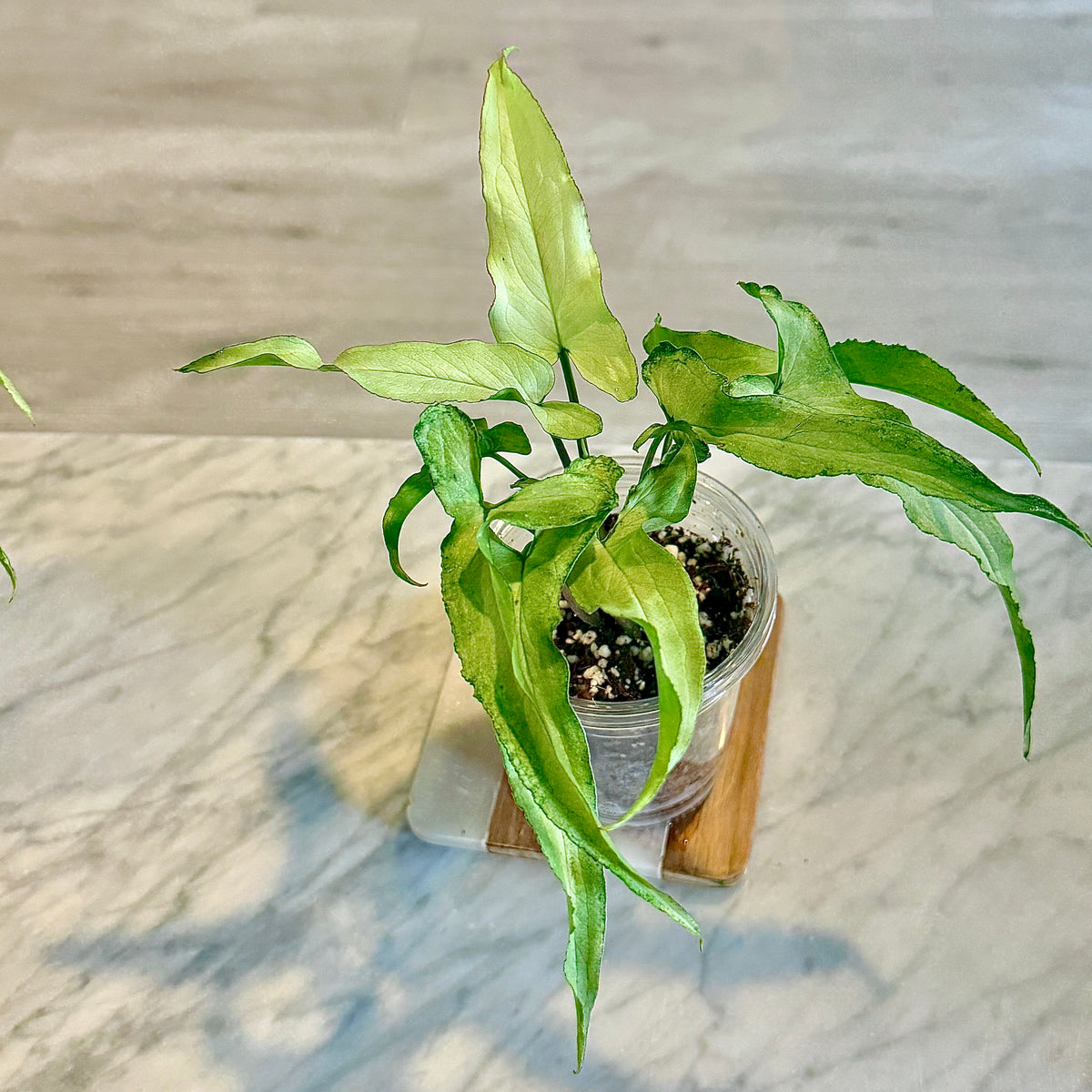 Syngonium Silver Fox #3