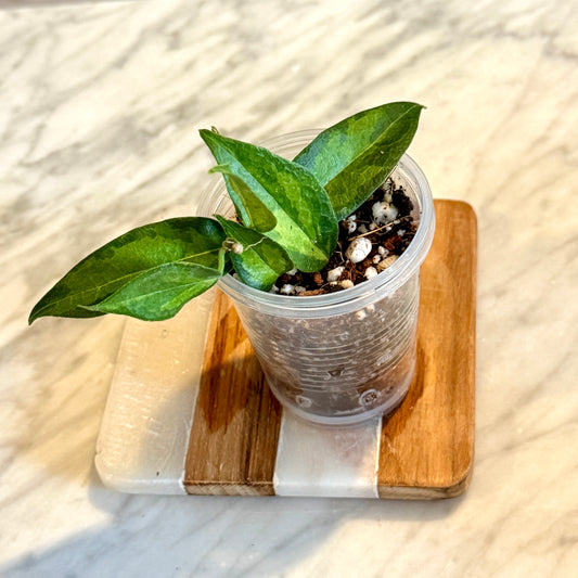 Hoya Dennisii  Frida #1