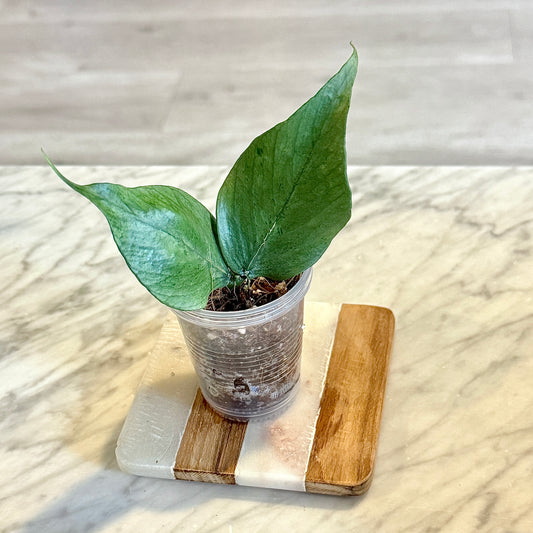 Hoya Polyneura Silver #1