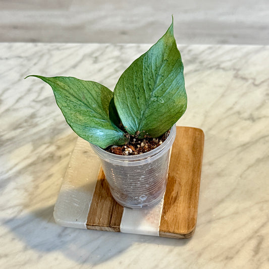 Hoya Polyneura Silver #2
