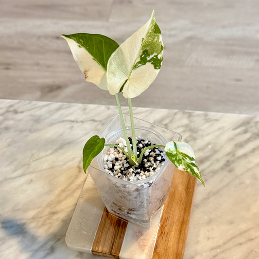 Alocasia Regal Shield Albo ( grow from corm)