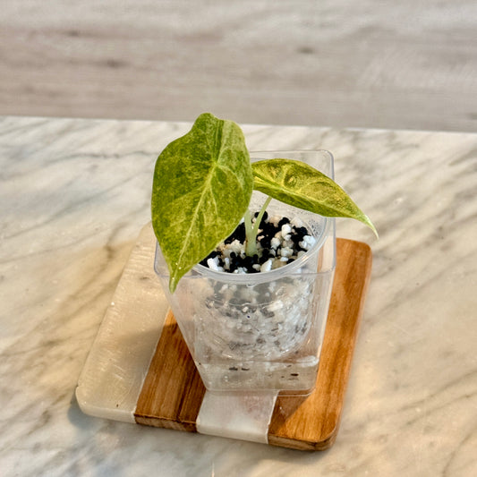 Alocasia Golden Bone Pink Splash #2 ( grow from corm)