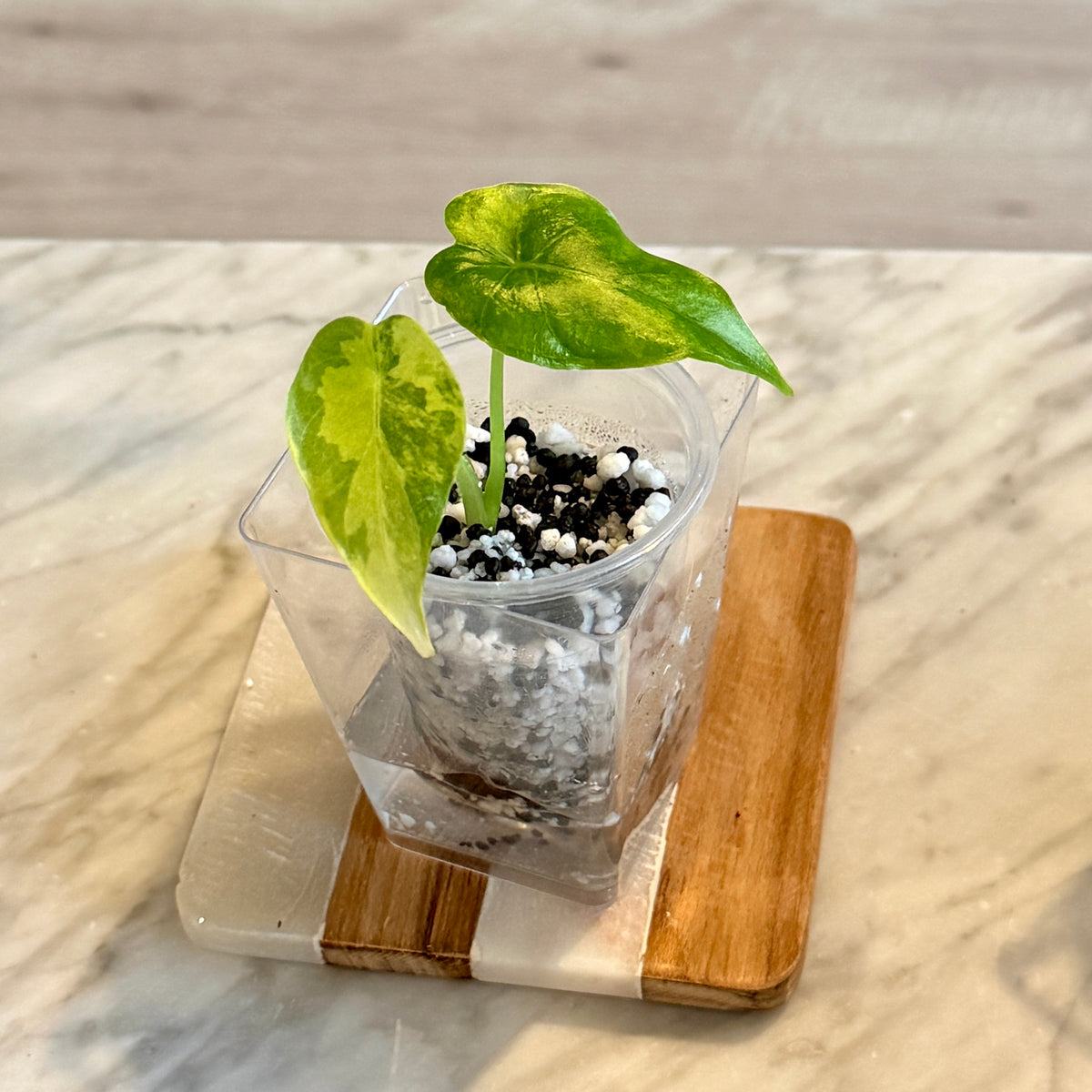 Alocasia Gageana Aurea ( grow from corm) #2