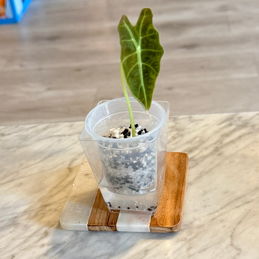 Alocasia Sanderiana Bull Aurea ( grow from corm)