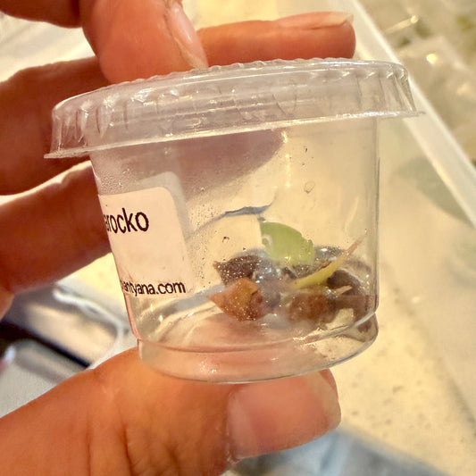 Alocasia Morroco Aurea corm (1 corm)