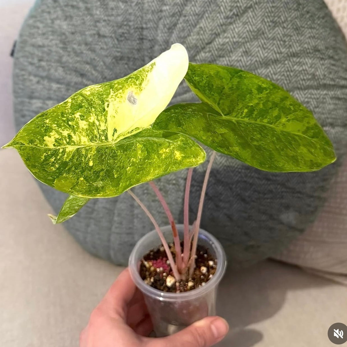 Alocasia Morroco Aurea corm (1 corm)