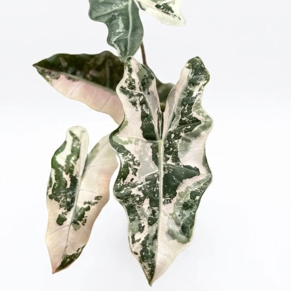Alocasia Pseudo Sanderiana Pink corm ( 1 corm)