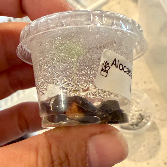 Alocasia Longiloba Lava corm (1 corm)