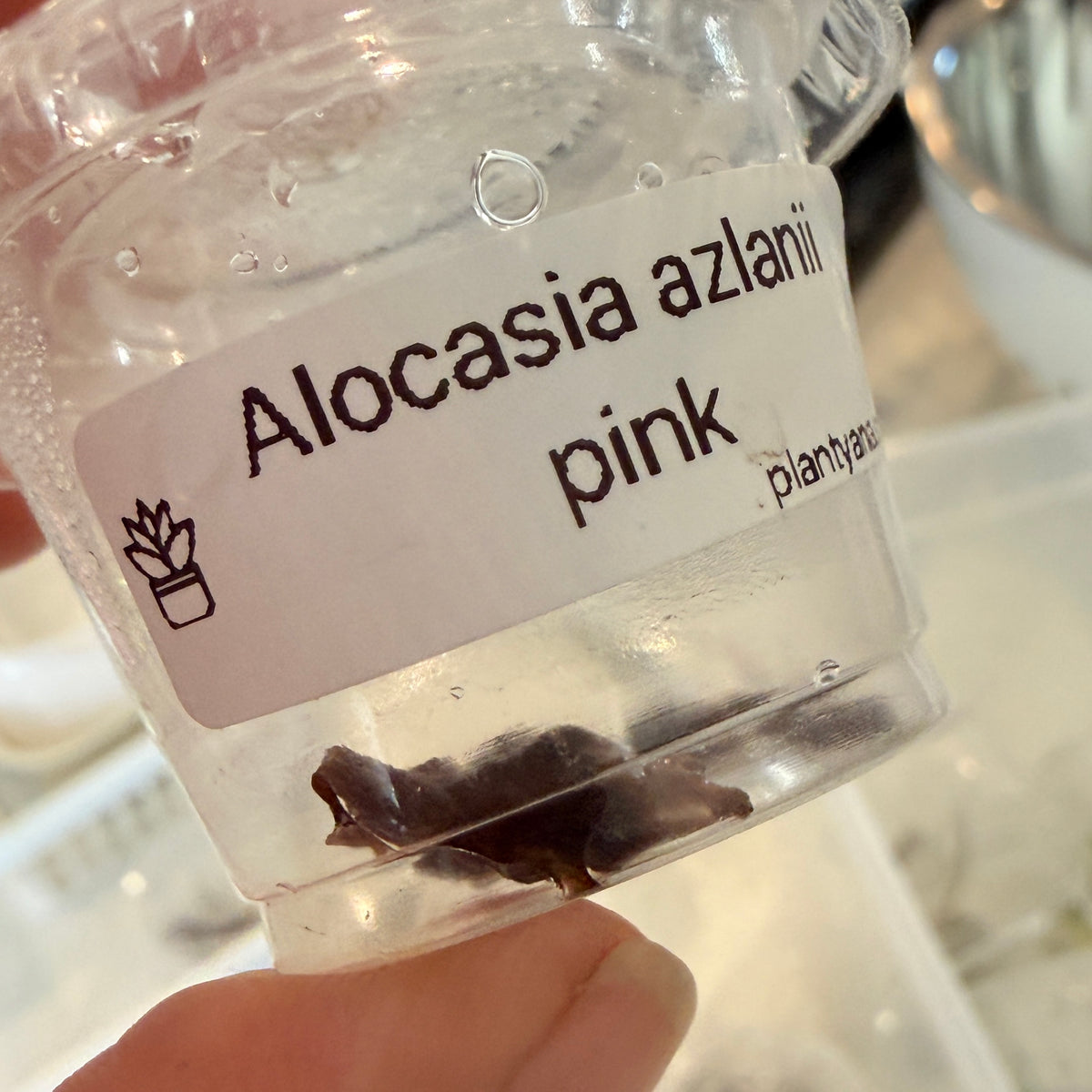 Alocasia Azlanii Pink corm (1 corm)