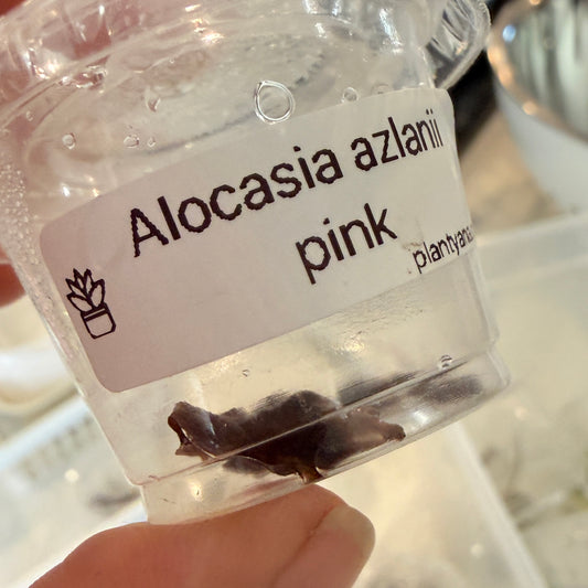 Alocasia Azlanii Pink corm (1 corm)