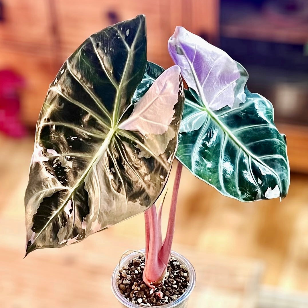 Alocasia Nairobi Night Pink corm ( 1 corm)