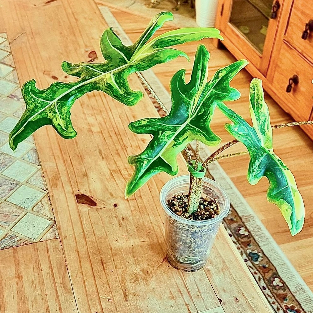 Alocasia Portei Aurea corm (1 corm)