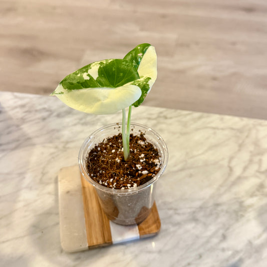 Alocasia Macrorrhiza Albo #2 ( grow from corm)