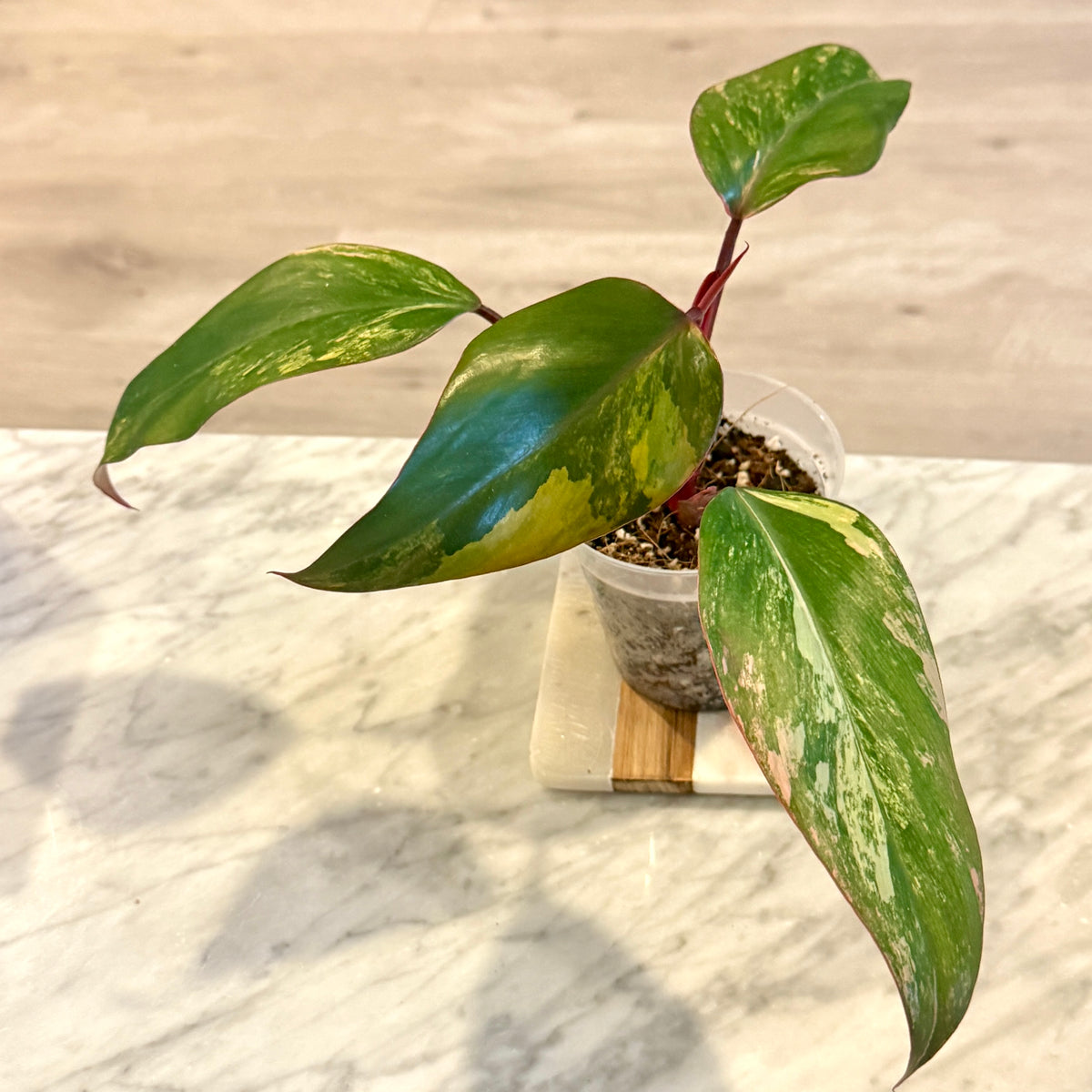 Philodendron Strawberry Shake #1