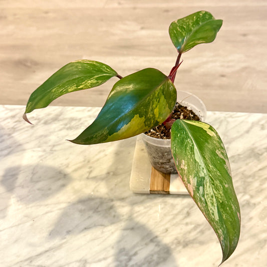 Philodendron Strawberry Shake #1