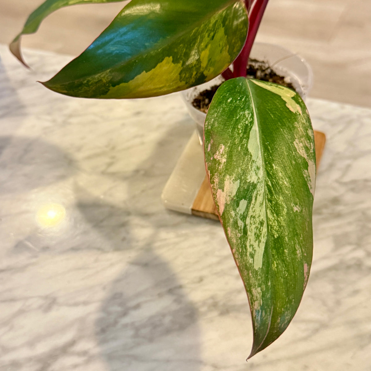 Philodendron Strawberry Shake #1