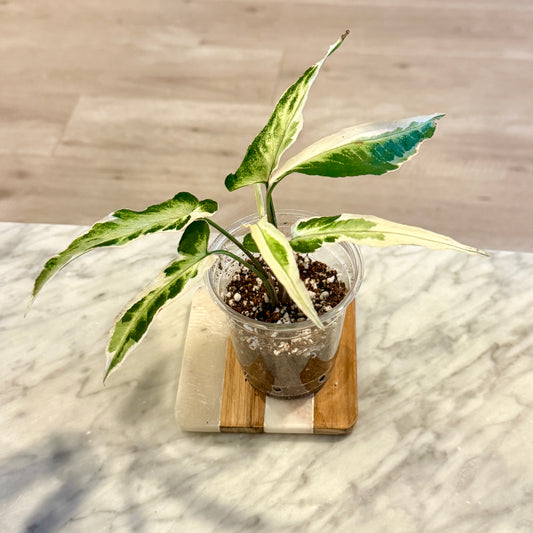 Syngonium Starlight