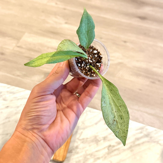 Hoya Nicholsoniae 'New Guinea Ghost' #2