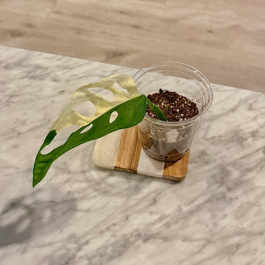 Monstera Adansonii Albo #3